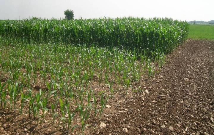 Lluvias retrasan siembra de maíz en Portuguesa y reducen producción nacional