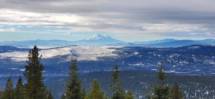 Oregon forest coalition fights to revive logging lawsuit