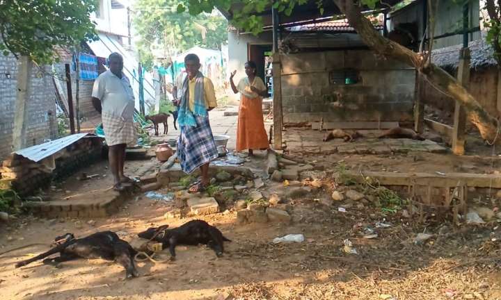 After chickens, stray dogs kill goats in Thanjavur