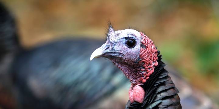 How trading wild turkeys for other animals became a conservation success story