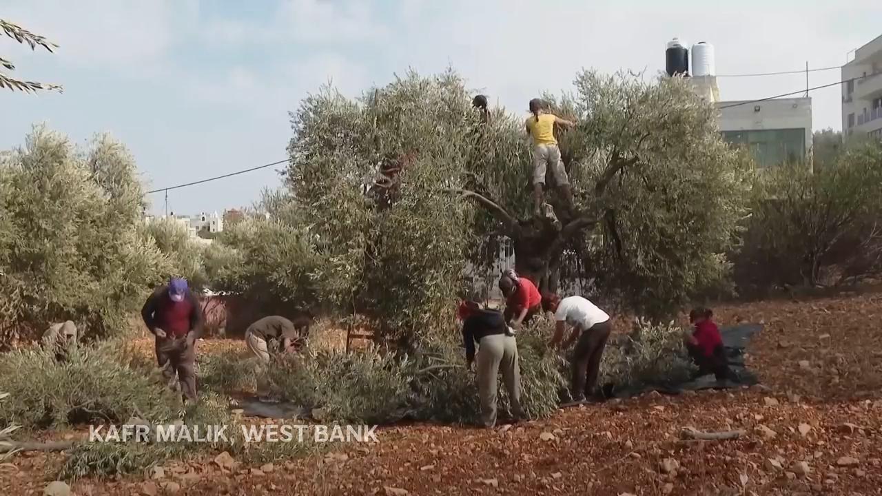 Foreign volunteers join Palestinians for olive harvest amid rising settler violence