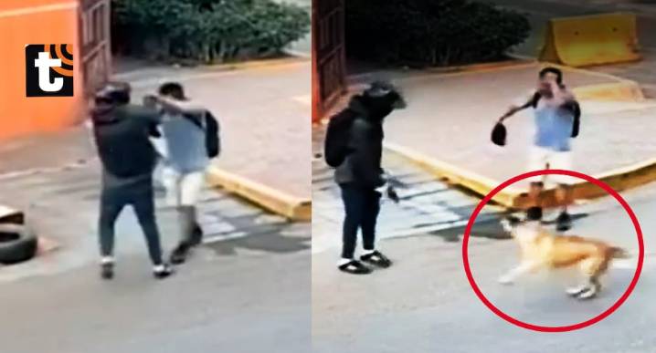 ¡Héroe en cuatro patas! Perrito se enfrenta a ladrón armado en Santa Anita y salva a joven de ser asaltado y acribillado El ladrón, frustrado por la intervención del perro, escapó del lugar y minutos