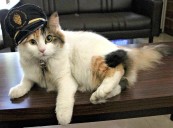 Fallece Nitama, la emblemática gata jefa de estación de Wakayama, Japón, a los 15 años