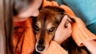 ¿Por qué abrazar a tu perro no siempre es una muestra de cariño?