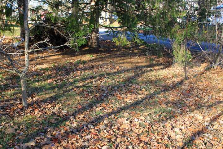 Outdoors column: Be thankful for fallen leaves