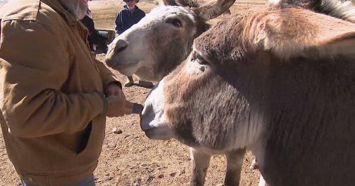Colorado mountain town hopes to keep history alive with donations for hay, medicine and shelter