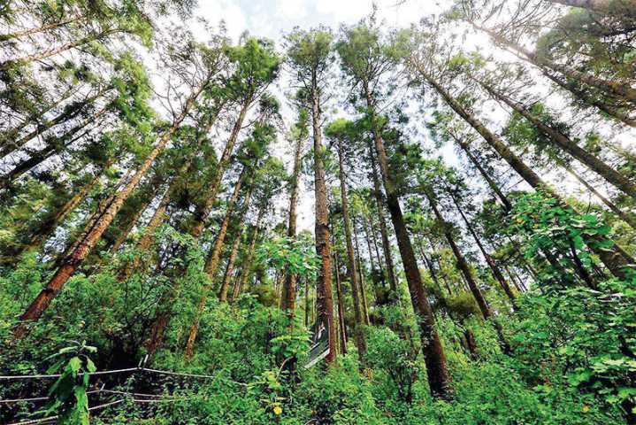 COP30: 53 countries endorse new global fund to pay nations for preserving tropical forests