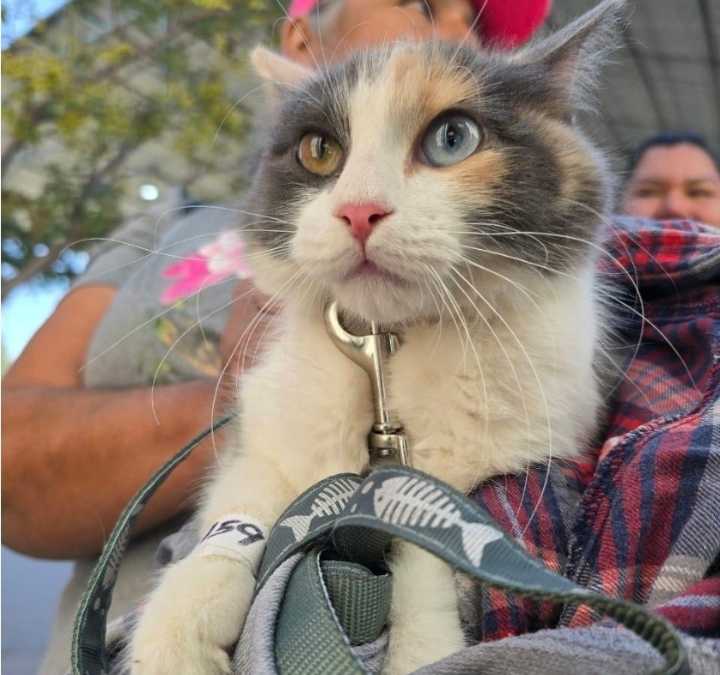 Esterilizó DABA a 526 mascotas