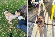 Stressed Shelter Dog Spun in Circles All Day—Then Everything Changed