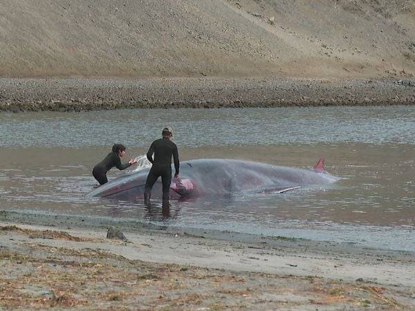 Muere ballena que varó en sector de Santa María