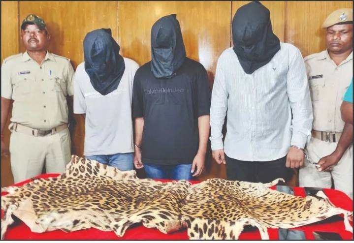 Major tiger skin smuggling racket busted in Odisha Capital, three arrested