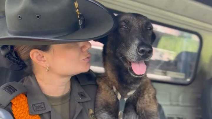 Salvan a un perrito con señales de maltrato en el oriente de Cali: no podía caminar; la Policía lo bautizó con el nombre de Fiel y esta es su historia