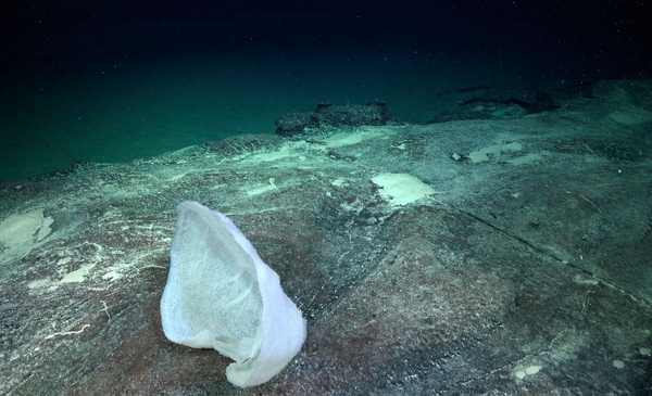 Vuelve el streaming del Conicet bajo el mar Argentino