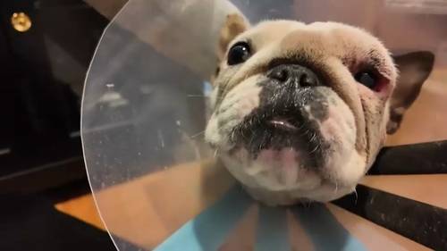 Coney Island dog owners call for better protections for their pets after pit bull attacks in Brooklyn