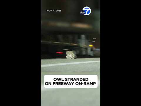 Stranded owl on the 118 Freeway in Simi Valley