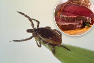 What is alpha-gal syndrome? New concern about tick