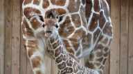 Detroit Zoo welcomes baby giraffe