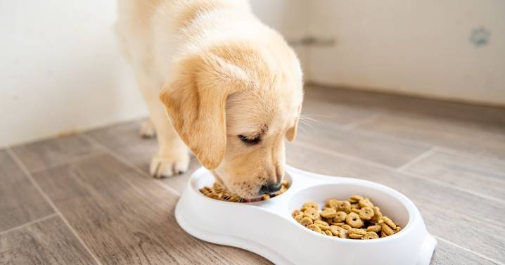 Pet nutritionist says you can add 'two years' to dog's life with diet change