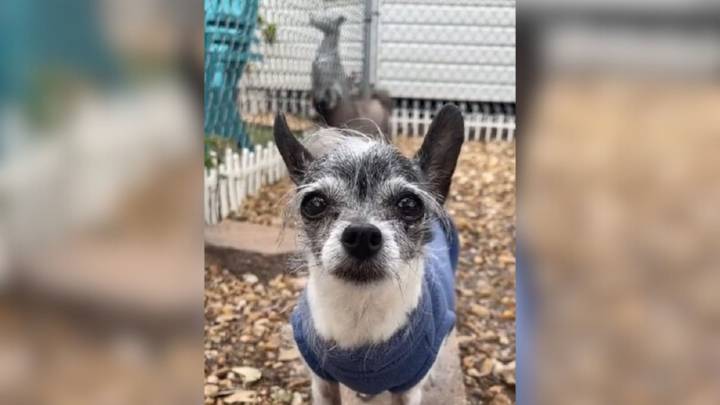 Florida Chihuahua Returned To Shelter For Wanting To Sleep In Bed, Finally Finds Loving Home