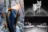 AI-generated wildlife videos pose danger to people, animals
