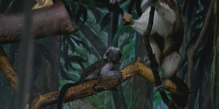 Lake Superior Zoo welcomes baby cotton