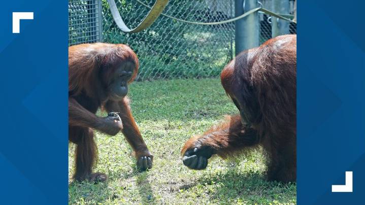 Cameron Park Zoo expecting baby orangutan