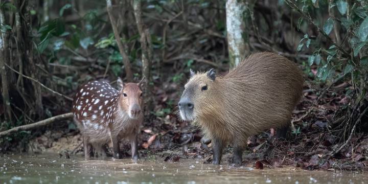 Tepezcuintle: el enigmático roedor de cerro conocido como el “capibara mexicano”