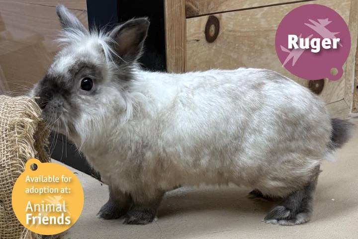 Pittsburgh Pet of the Week: Ruger, a Curious Lionhead