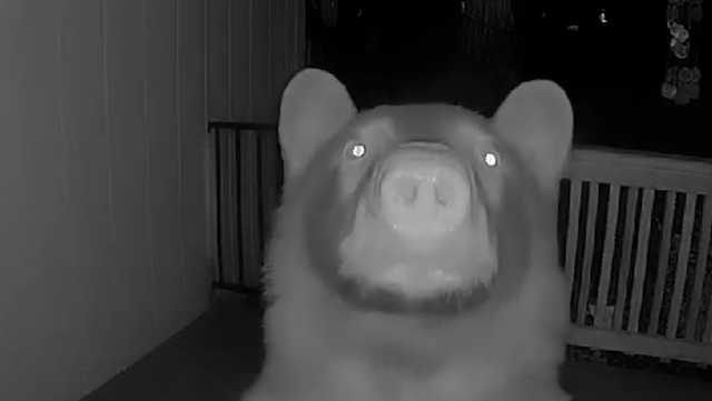 Video shows bear ding dong ditch home
