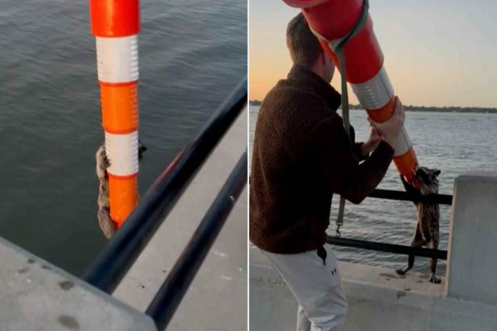 Exhausted Raccoon Trying to Stay Afloat in Water Rescued by a Couple with Cone