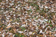 Can I leave leaves in my garden beds?