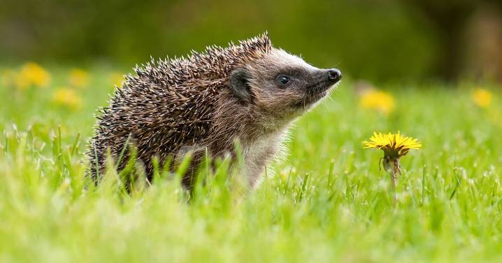 Help hedgehogs survive this winter by placing 1 item in garden in November