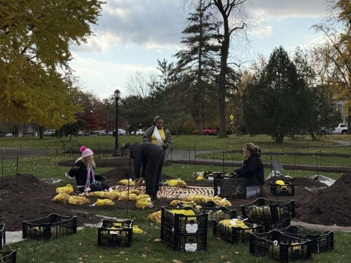 Thousands of tulip bulbs planted in Albany for spring