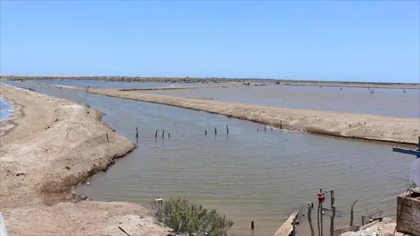 Productores logran año acuícola sin daños por enfermedades