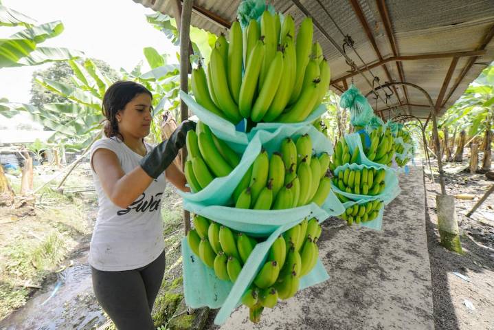 Banano, rosas y cacao se beneficiarían con la eliminación de sobretasa arancelaria de Estados Unidos