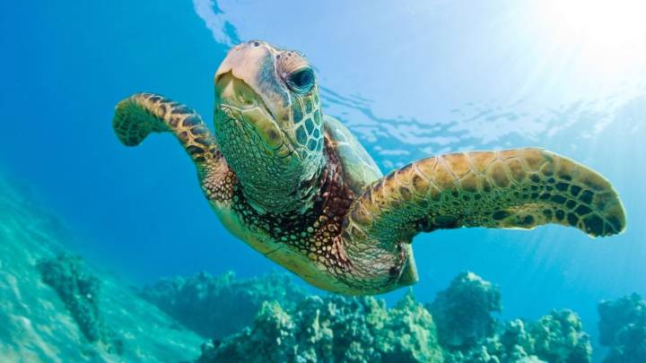 Las tortugas marinas se orientan por su percepción del magnetismo