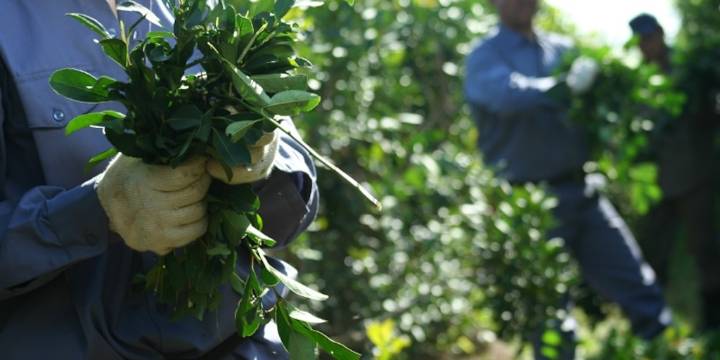 La fragmentación de los yerbateros aleja el riesgo de que la desregulación cause una crisis política en Misiones