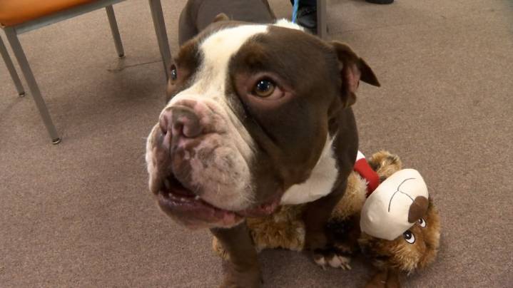 Dog found tied up outside Animal Care & Control could soon be adopted