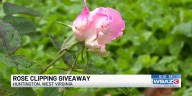 Rose clipping giveaway