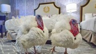 President Trump set to pardon Gobble and Waddle for annual turkey pardon