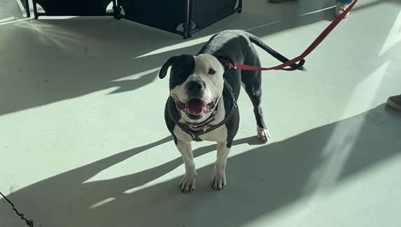 4 Luv of Dog Showcases "Oneder" Dogs for Adoption