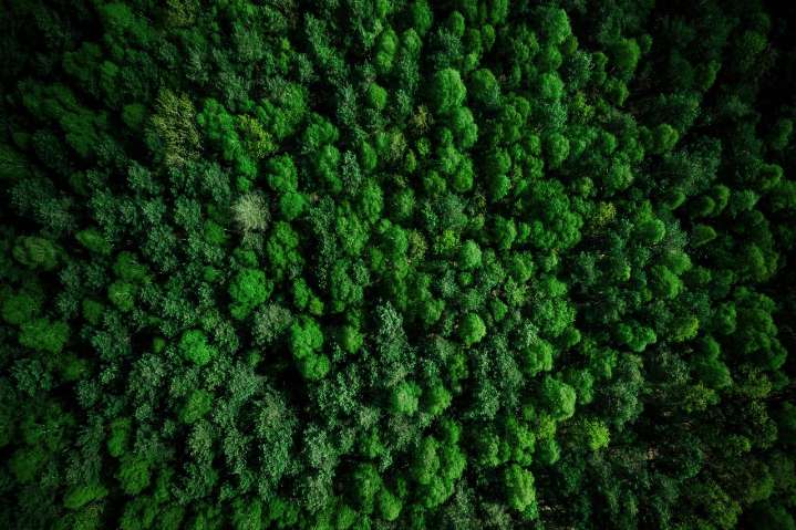 COP30: nuevo informe revela cómo los bosques apoyan la producción agrícola
