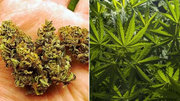 Drug addict arrested in Nagarkurnool, 18 ganja plants seized