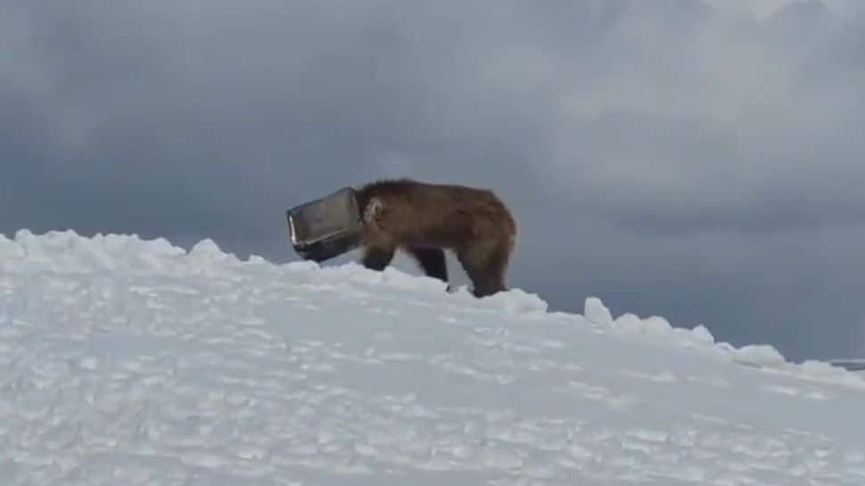 WATCH: At -40°C In Siachen, What Indian Army Soldiers Did To Save A Trapped Bear Will Melt Your Heart
