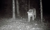 Cougar makes rare appearance in Manitoba