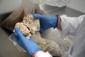 Mushroom material takes on plastic packaging at Belgian start