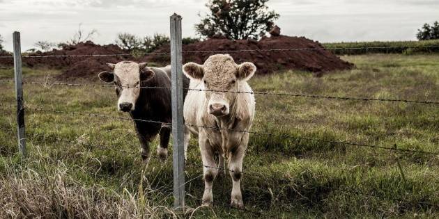 Confirman primer caso de gusano barrenador del ganado en Jalisco