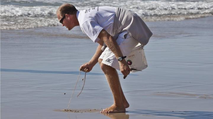 These worms on the beach can grow upto 300 cm long
