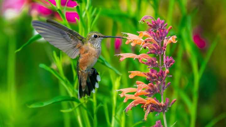 Tips For Pruning Agastache To Attract More Hummingbirds Next Spring