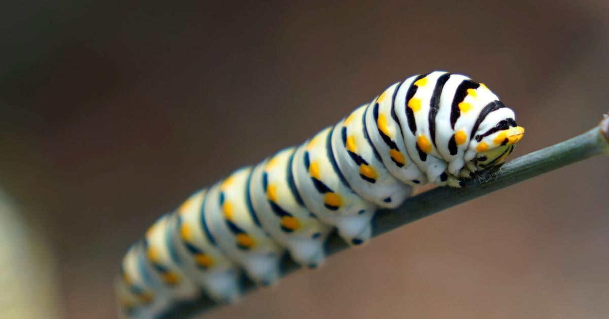 Give caterpillars a 'soft landing' under your trees. The ecosystem will thank you